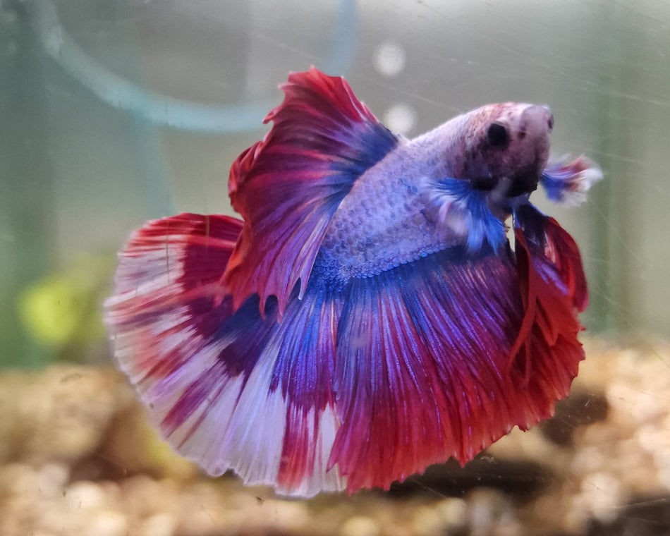 Thailand Half moon Male Betta No.12