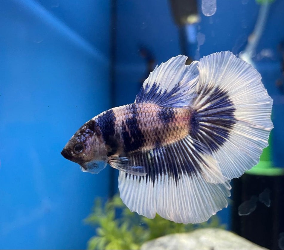 Butterfly Half moon Male Betta No.4