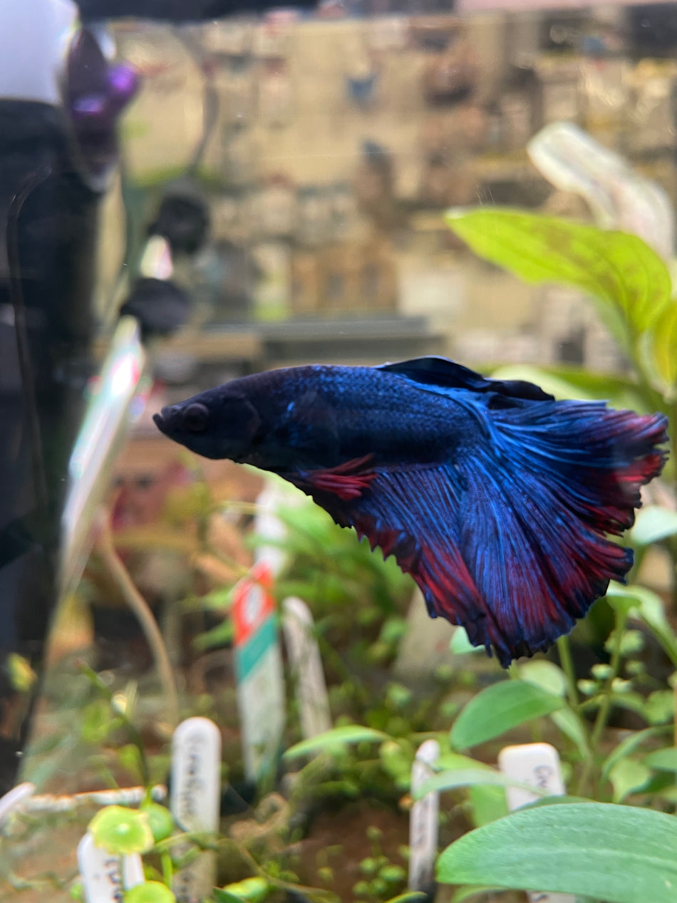 Thailand Halfmoon Male Betta No.5