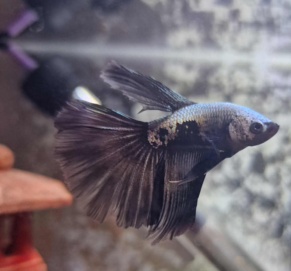 Butterfly Half moon Male Betta No.1