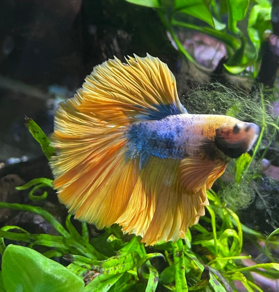 Thailand Half moon male Betta No. 7