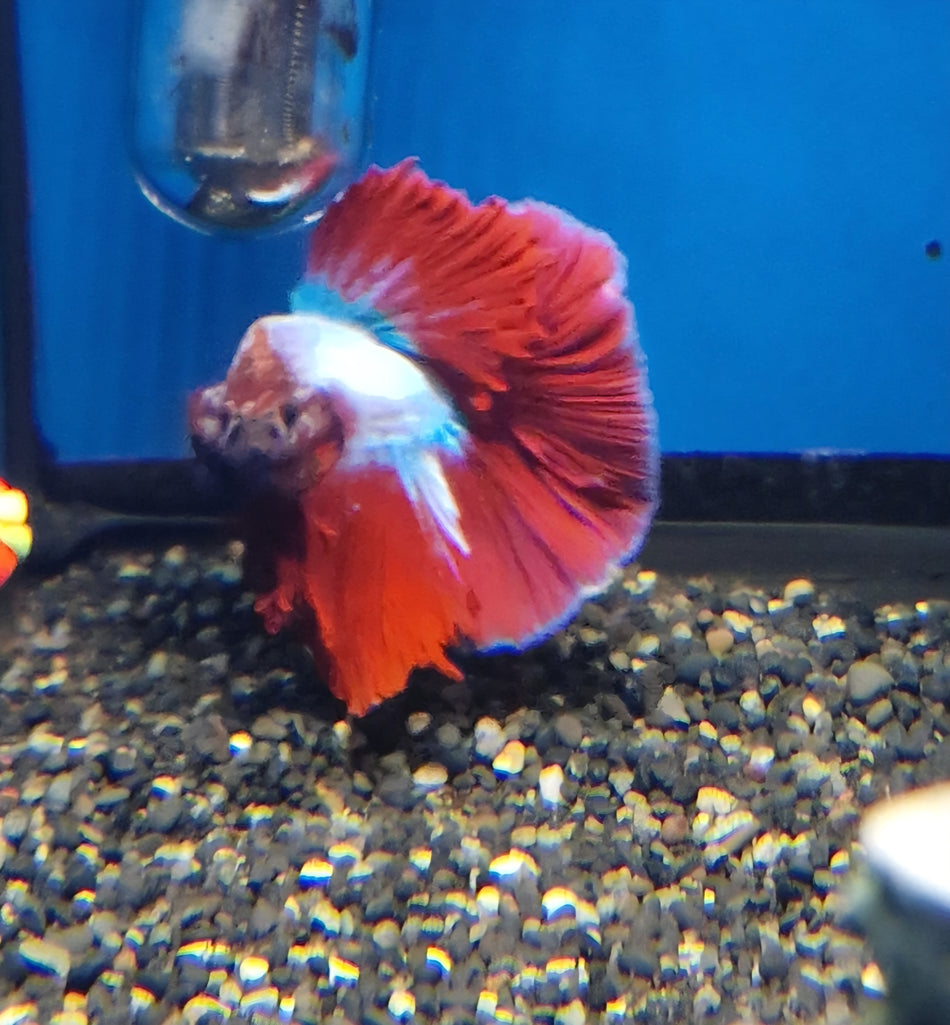 Thailand Halfmoon Male Betta No.3