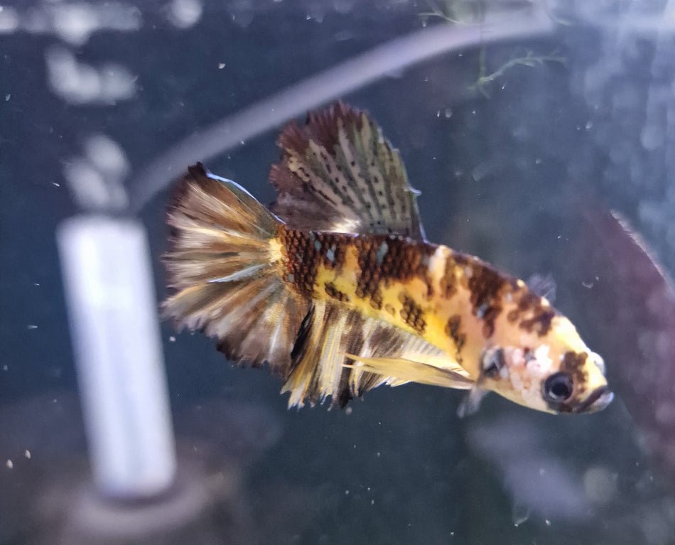 Hand Selected Plakat Male Betta No.3