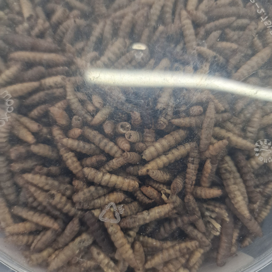 Shark black soldier fly 2.5L