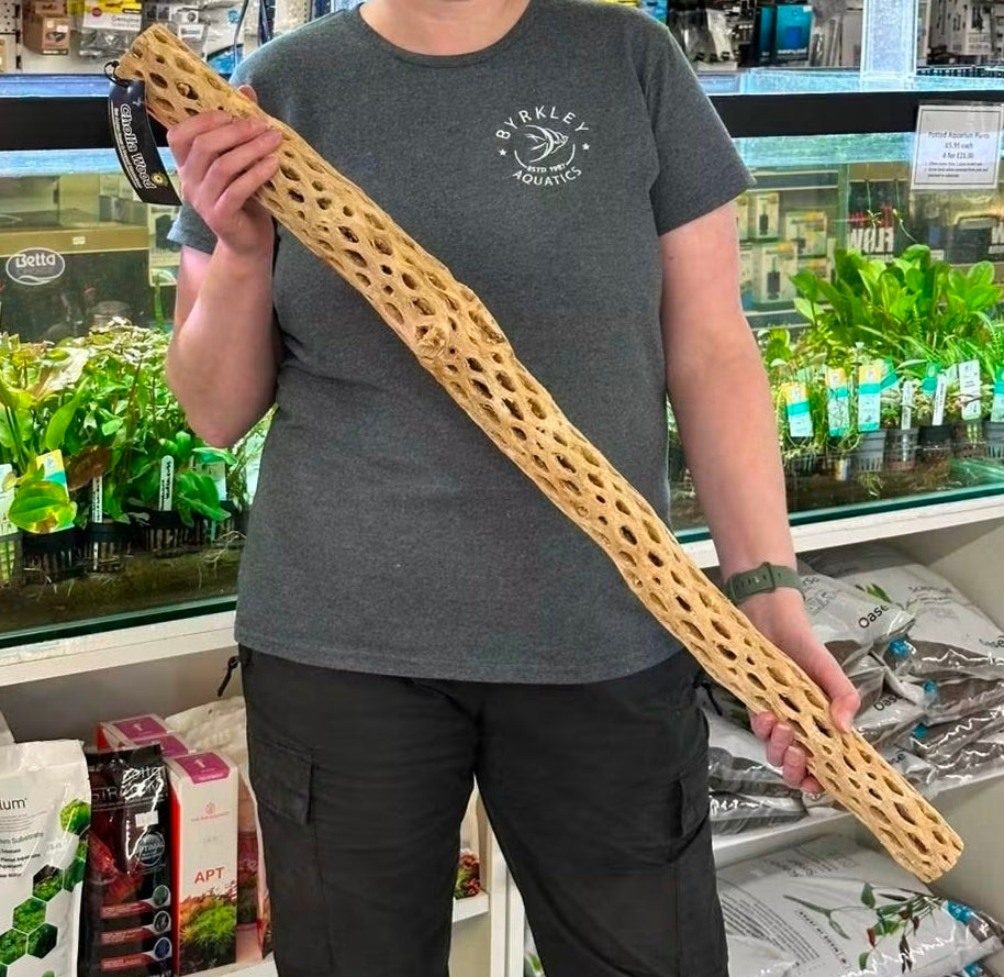 Cholla 36"