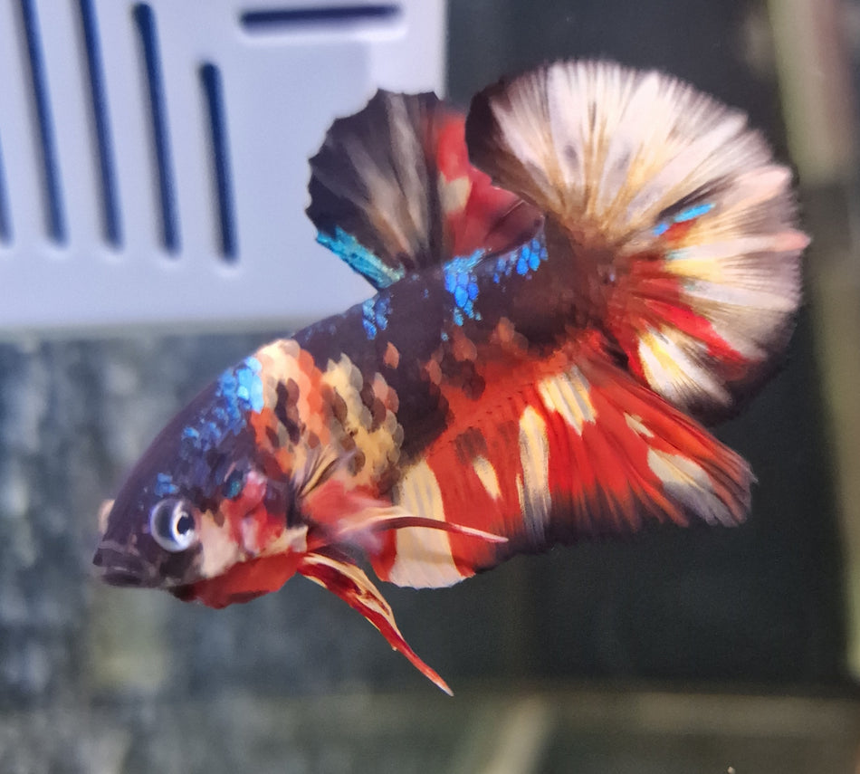 Hand selected Plakat Male Betta No.2