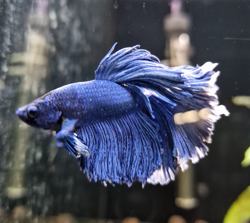 Thailand Half moon Male Betta No.12