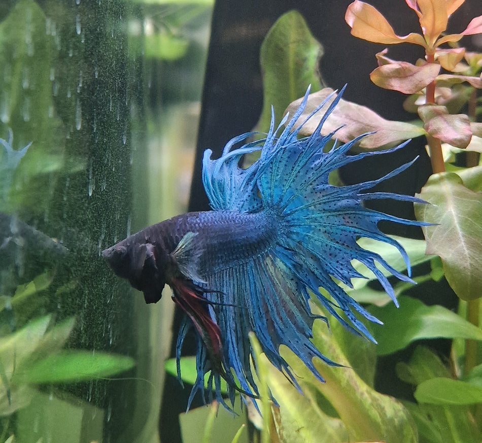 Fancy Crowntail Male Betta No.2