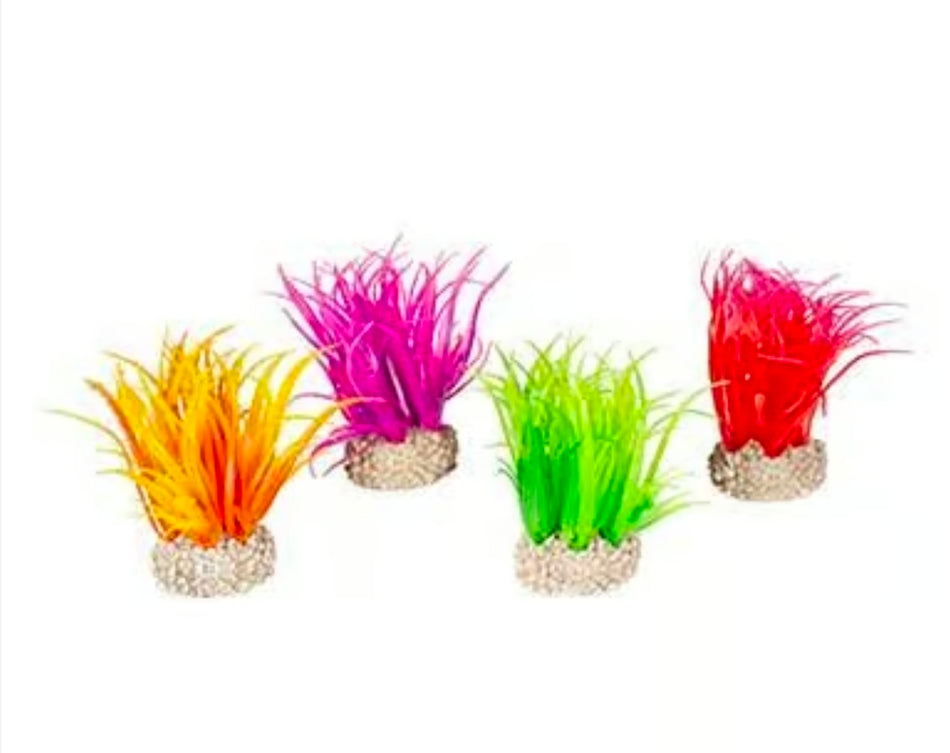AD plant hairgrass 6cm
