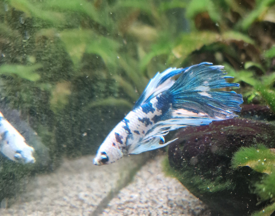 Thailand Halfmoon Male Betta No.4
