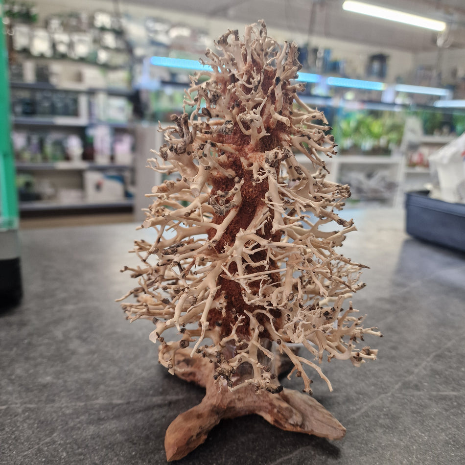Christmas Tree Wood Med Pc 15x20x15cm