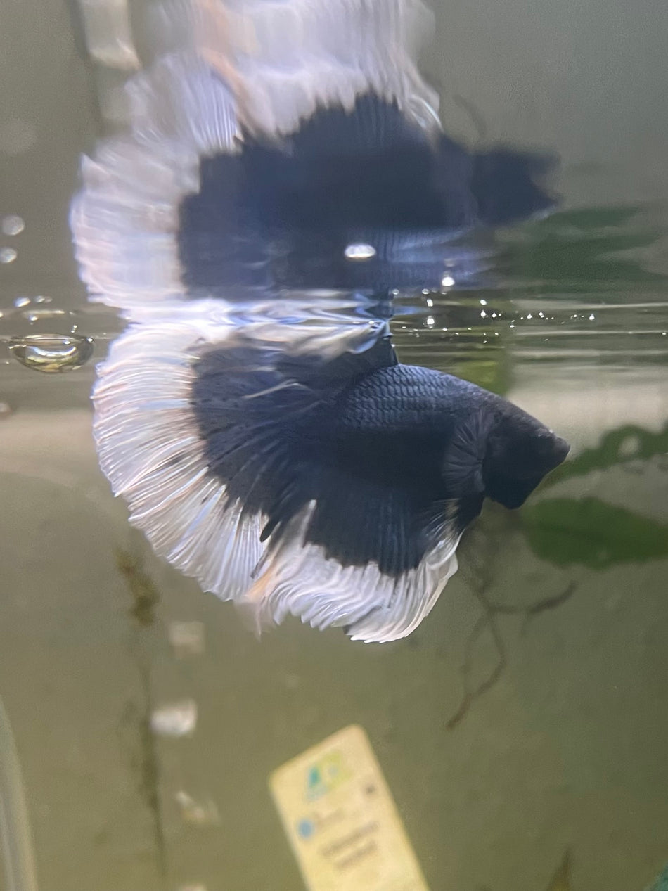 Butterfly half moon male Betta No.8