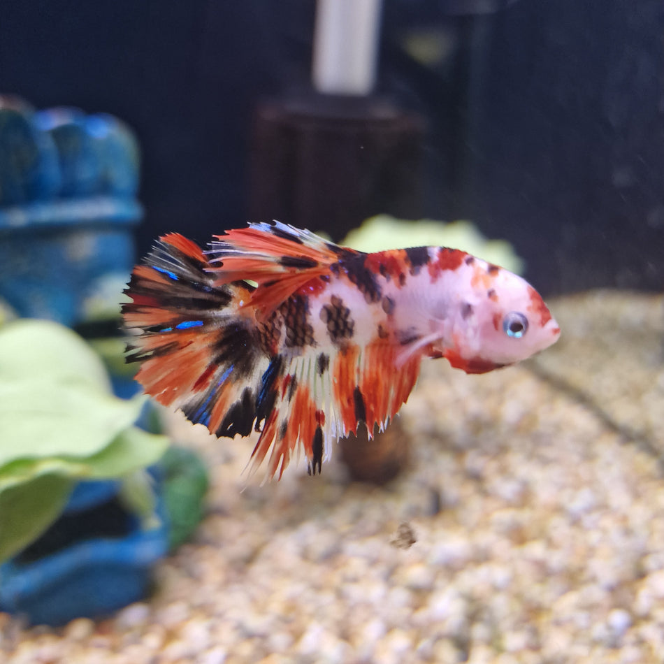 Hand selected Plakat Male Betta No.4