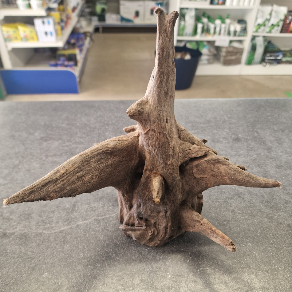 Selected Corbo root No.1