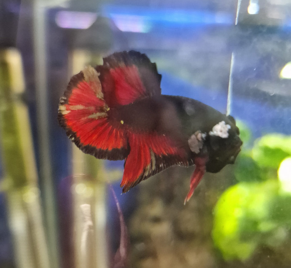 Red/Black Star Plakat Male Betta No.3