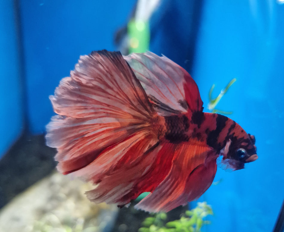 Thailand Halfmoon Male Betta No.15