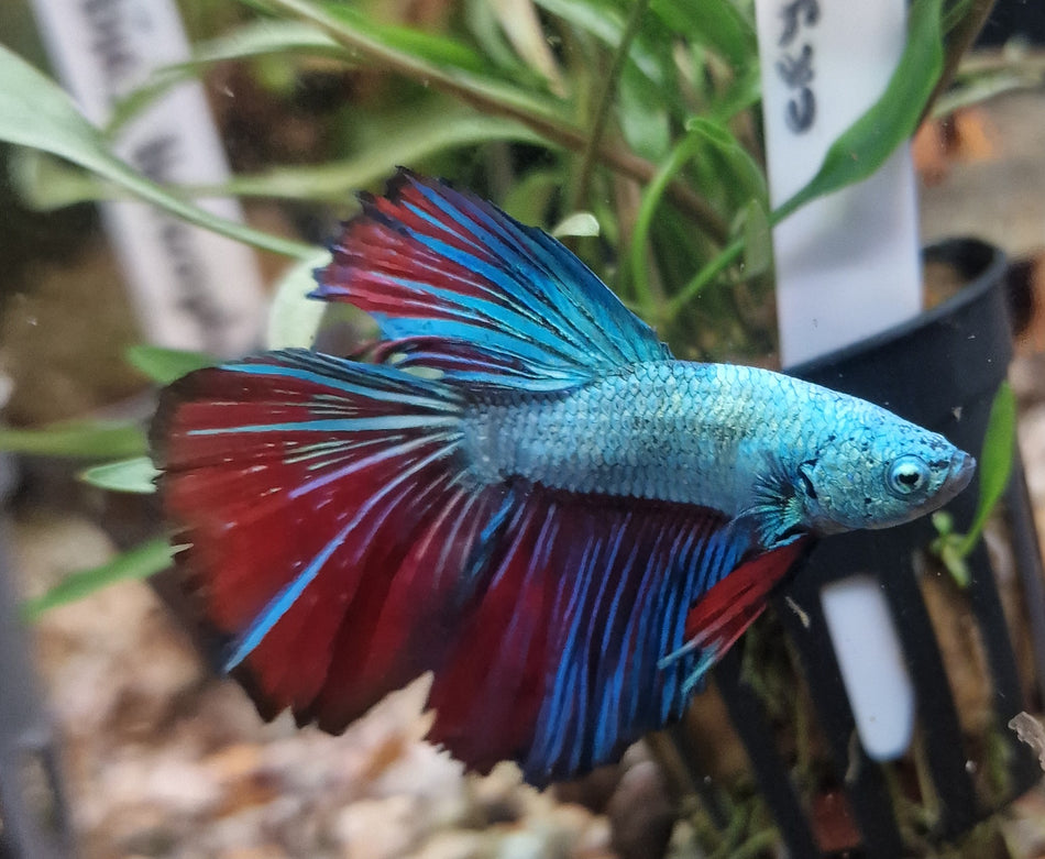 Thailand Halfmoon Male Betta No.3