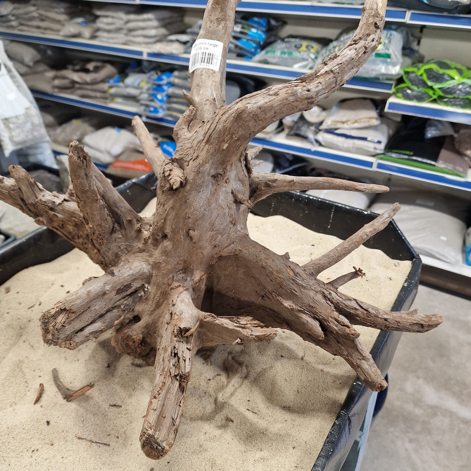 Selected Corbo wood Large No.1