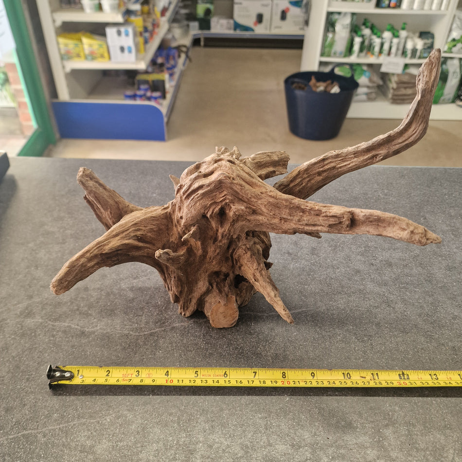 Selected Corbo Root No.2