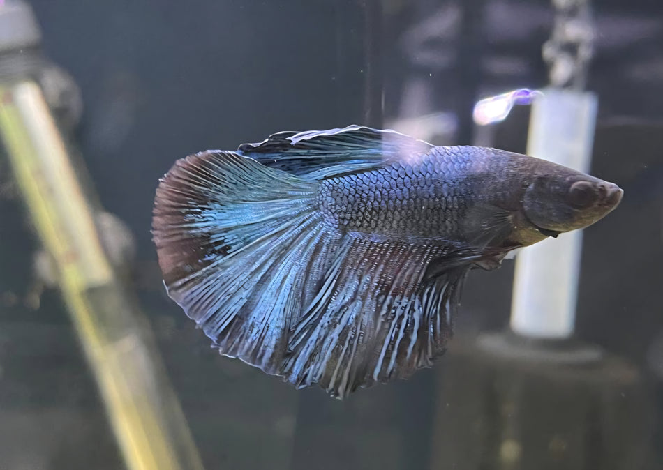 Thailand Halfmoon Male Betta No.1