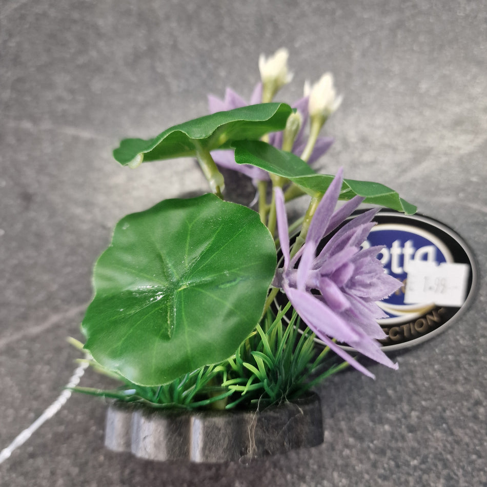 Betta choice 3" lily purple