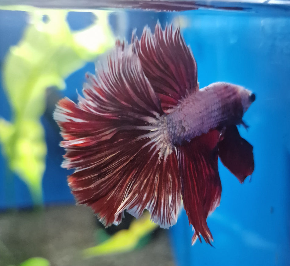 Thailand Halfmoon Male Betta No.16