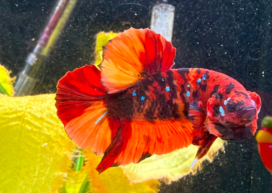 Thailand Plakat Male Betta No.2