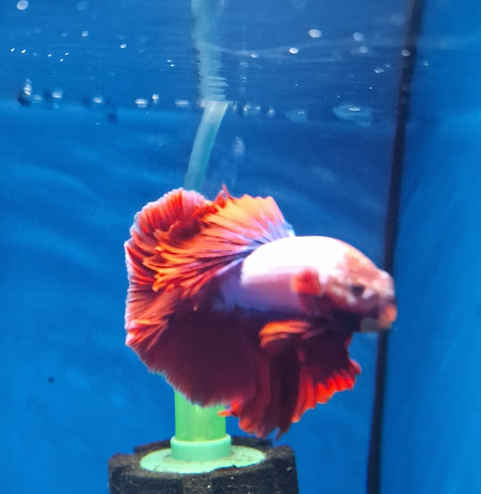Thailand Halfmoon Male Betta No.3