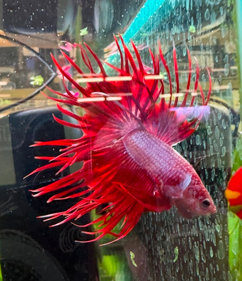 Fancy Crowntail Male Betta No.1