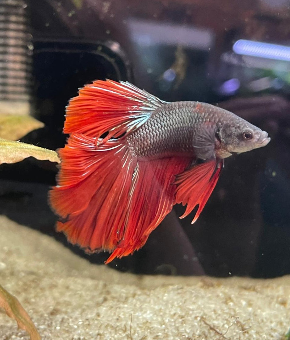 Thailand half moon Male Betta No.9