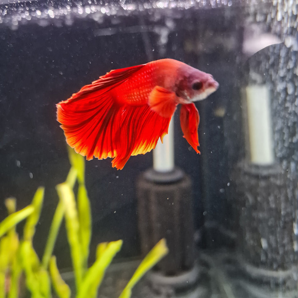 Thailand Half moon Male Betta No.10