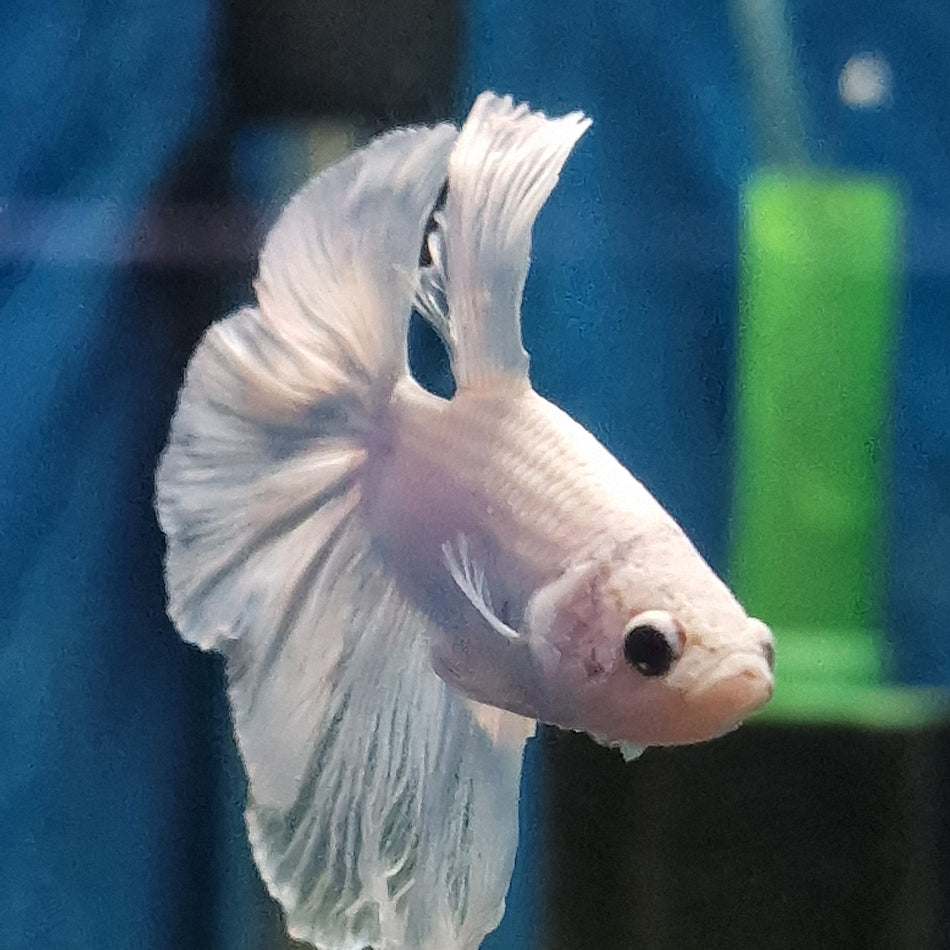 Thailand Halfmoon Male Betta No. 2