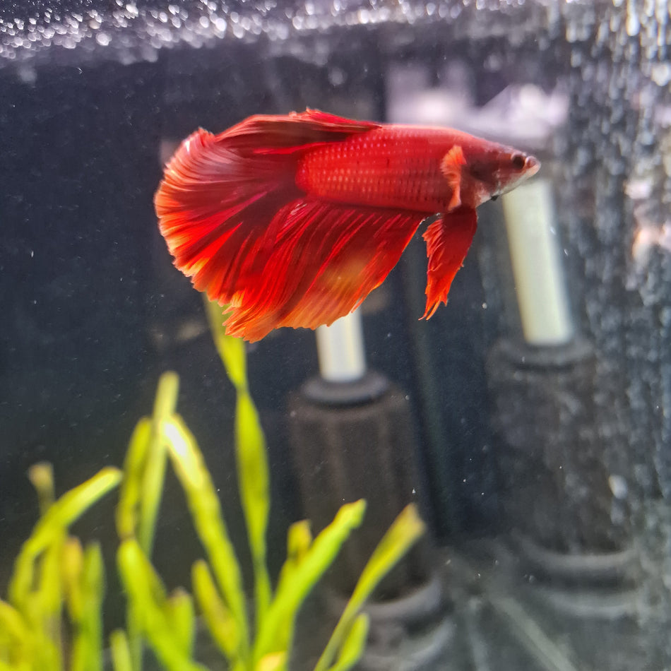 Thailand Half moon Male Betta No.10