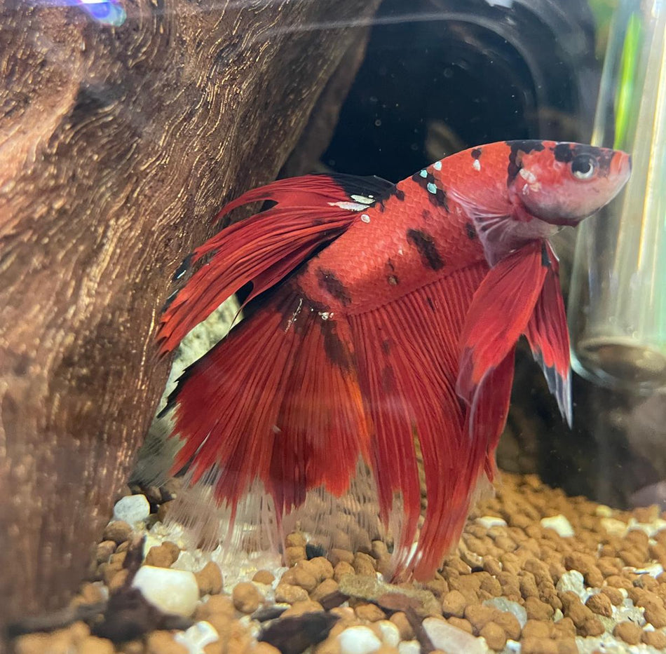 Giant Halfmoon Male Betta NO.1