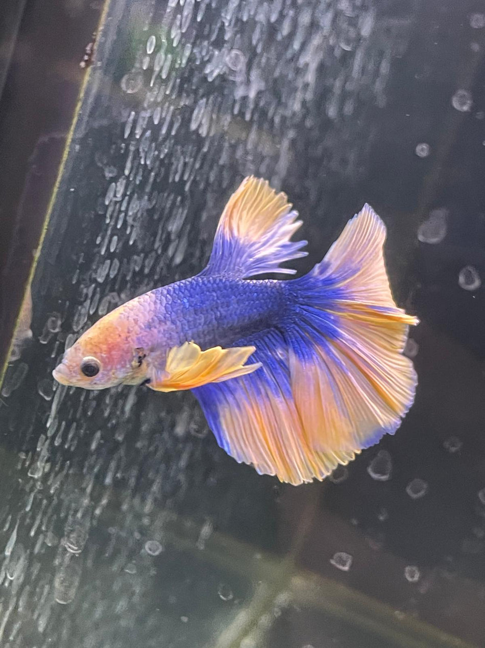 Thailand Half moon Male Betta No.10