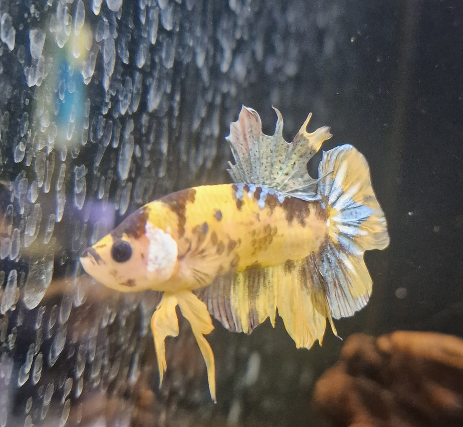 Thailand Plakat Male Betta No.4
