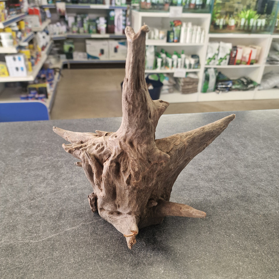 Selected Corbo root No.1