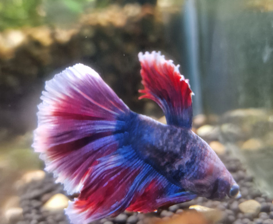 Thailand half moon Male Betta No.11