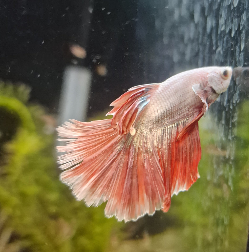 Thailand Halfmoon Male Betta No.14
