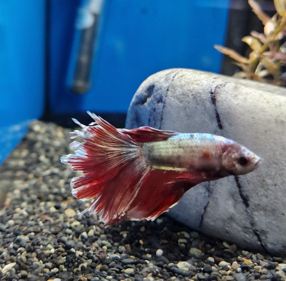 Thailand half Moon Male Betta No.13
