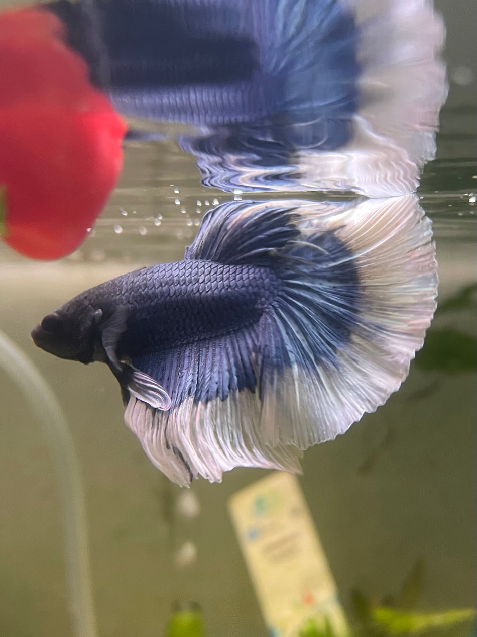 Butterfly half moon male Betta No.8