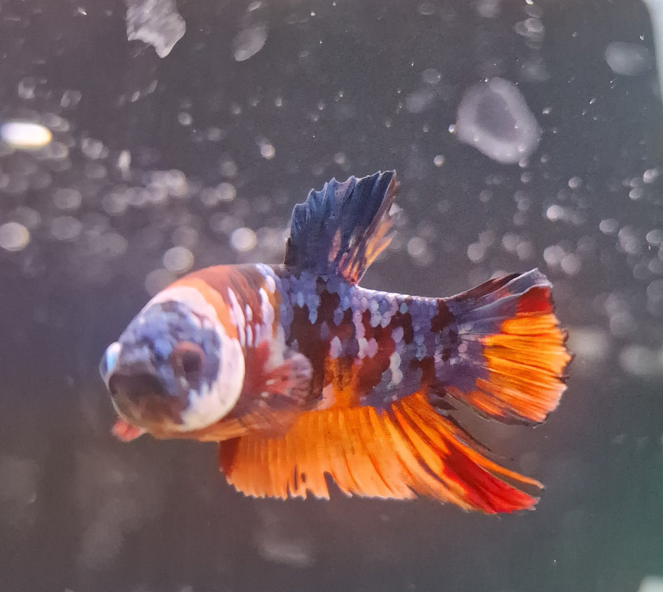 Thailand Plakat Male Betta No.2