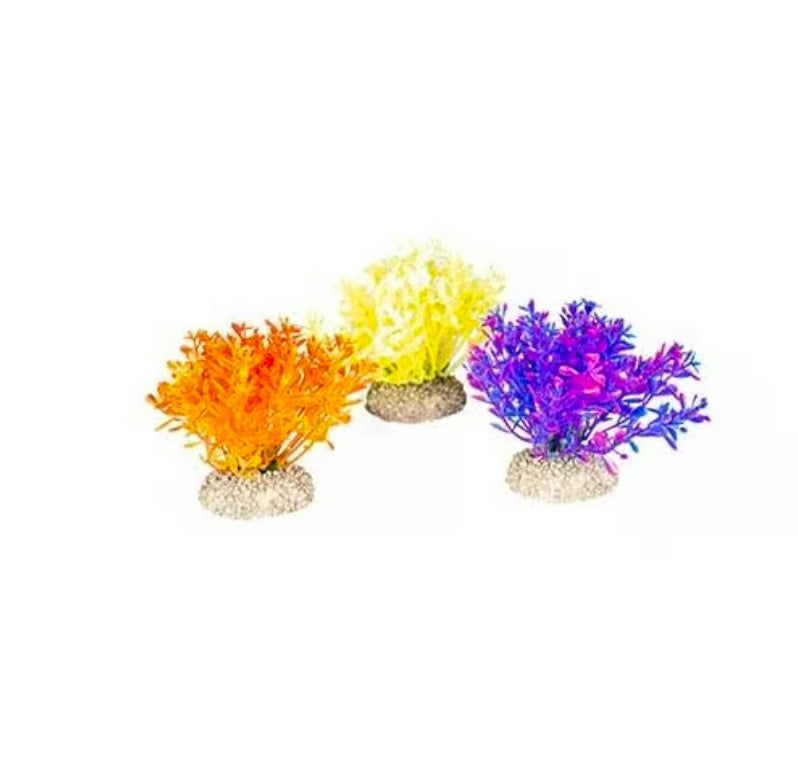 AD glosso plants 9cm