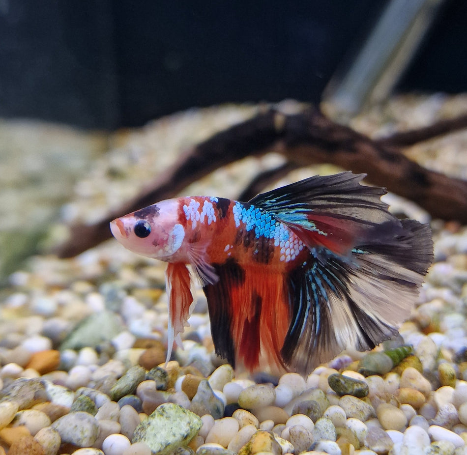 Thailand Halfmoon Male Betta No.6