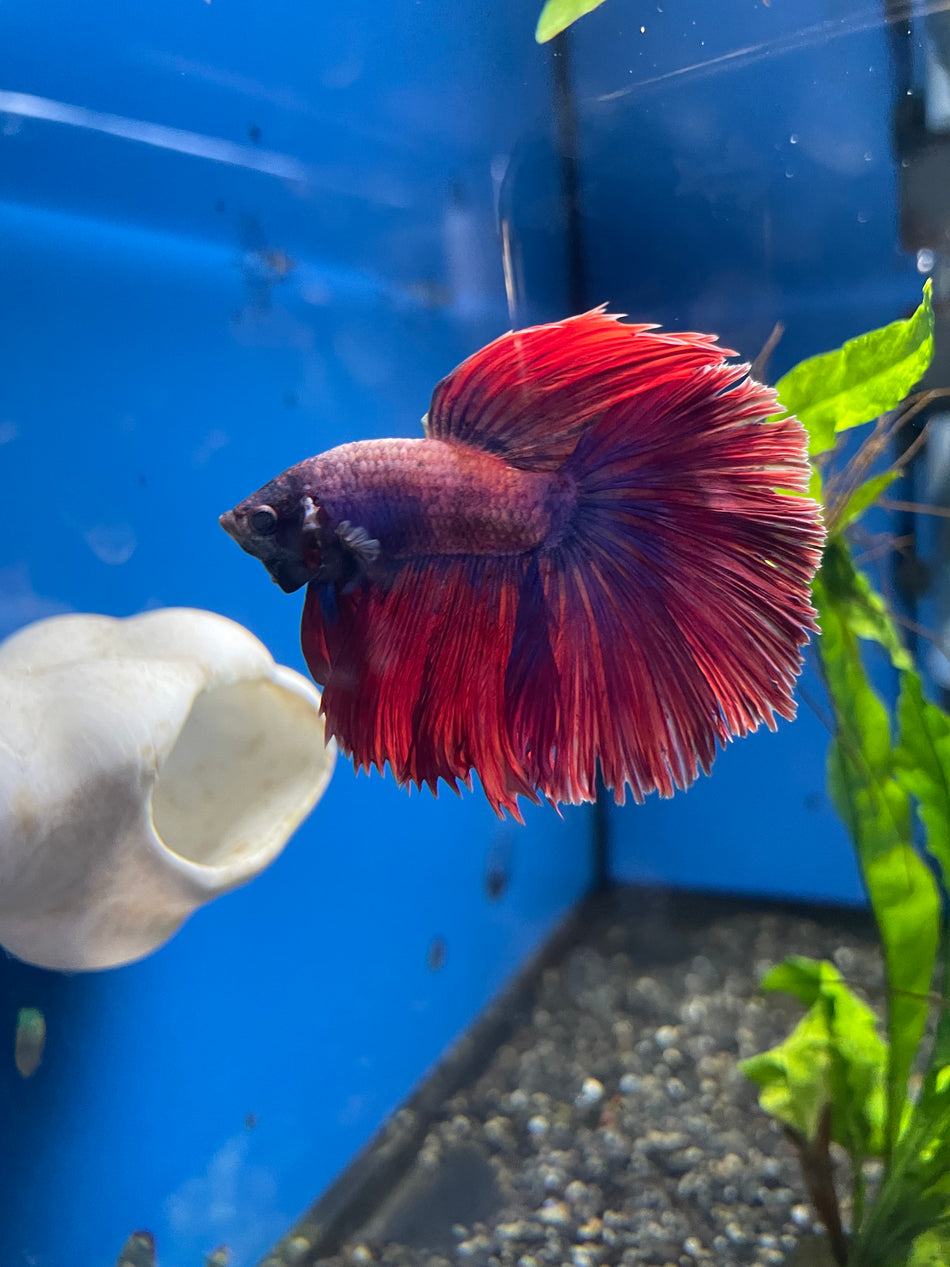 Thailand Half moon male Betta No.8
