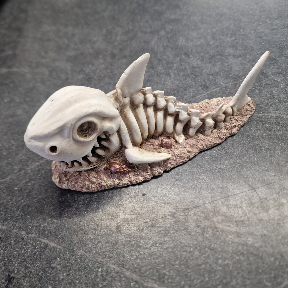 Betta Shark Skeleton