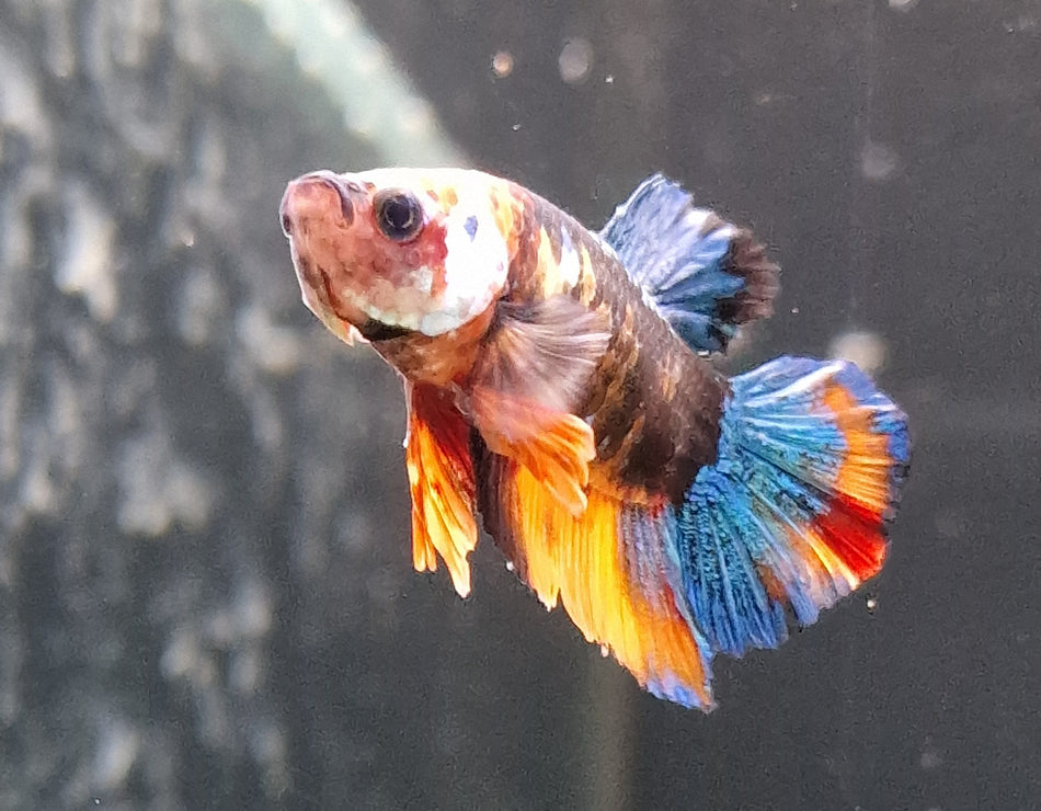 Thailand Plakat Male Betta No.3