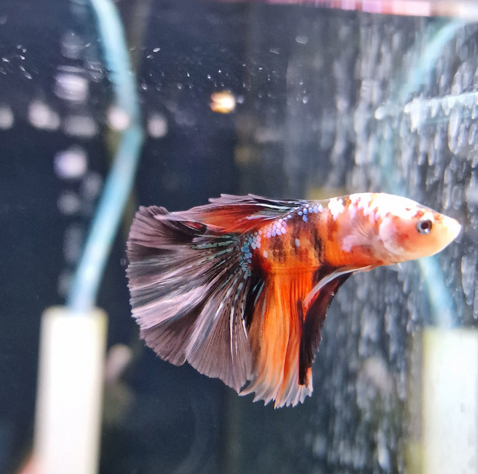 Thailand Halfmoon Male Betta No.6