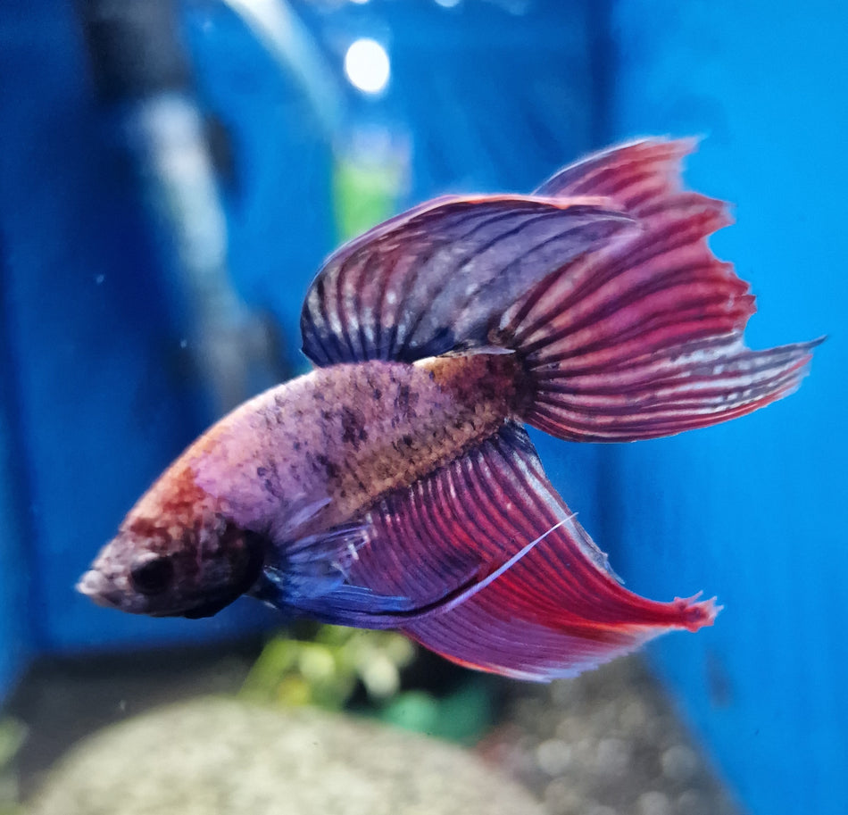 Standard Halfmoon Male Betta No.1
