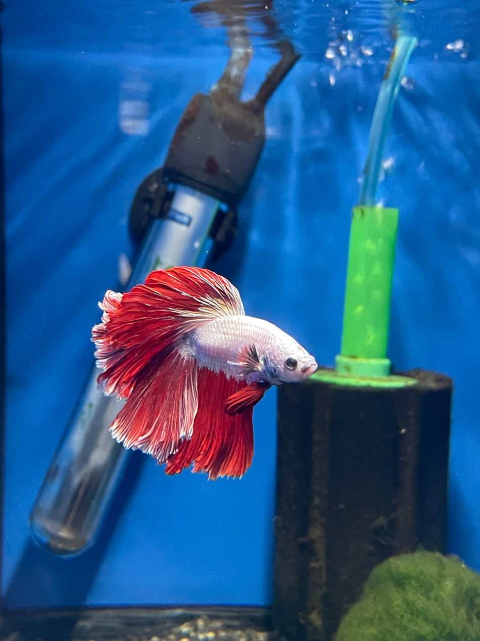Thailand Halfmoon Male Betta No.6